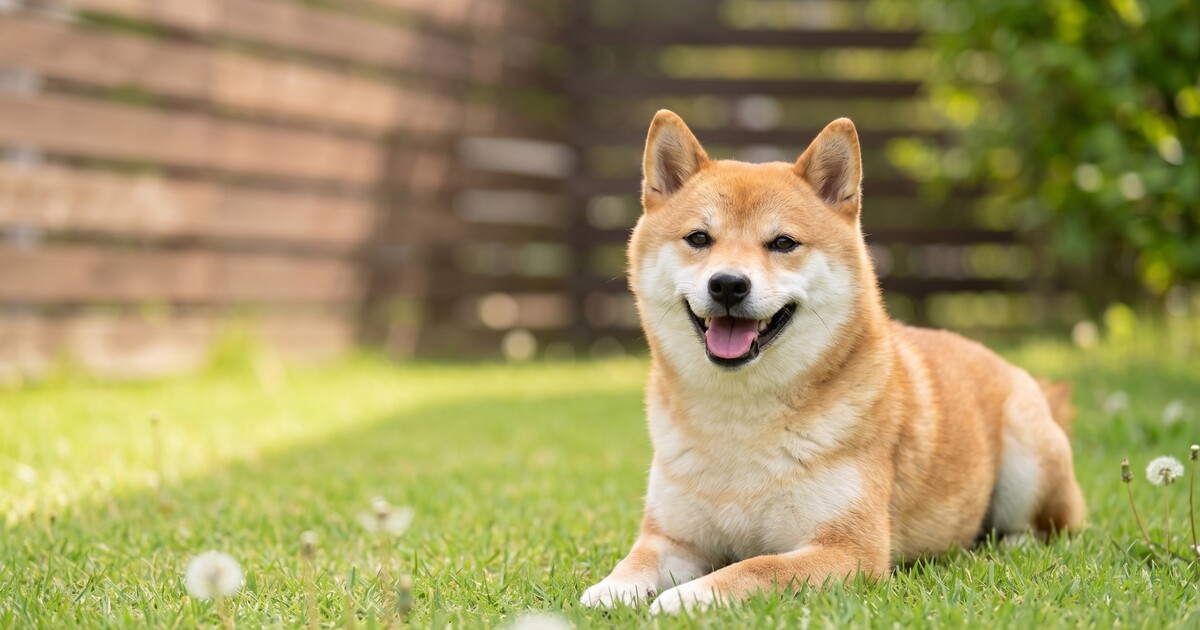 高齢者の犬飼育で認知症リスク48%低下 医療・介護費を4年で約5,920億円削減